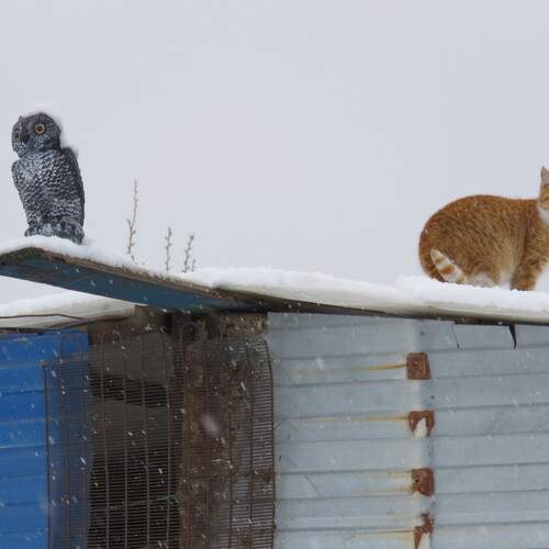 проверил птицу
