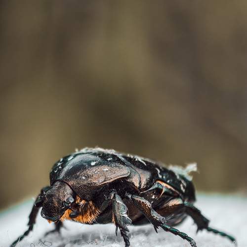 Photo #13321848