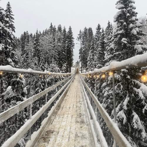 из леса в лес