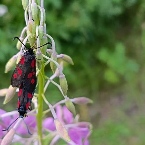 Photo #13323087