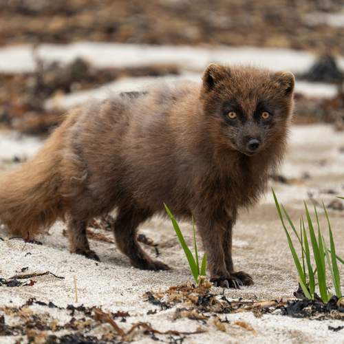 Ещё увидимся?