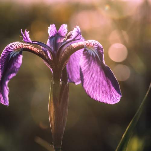Photo #13323579