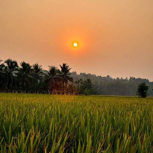 Golden Evening in the Fields