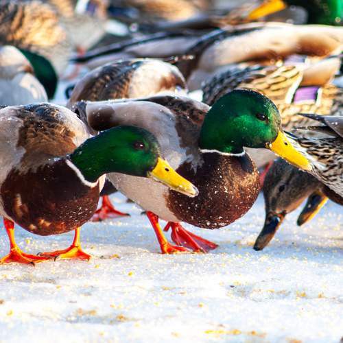 Фотография #13325732