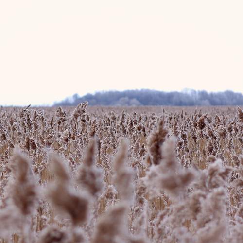 Photo #13326219