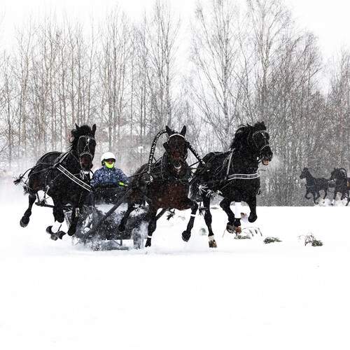 Photo #13326991
