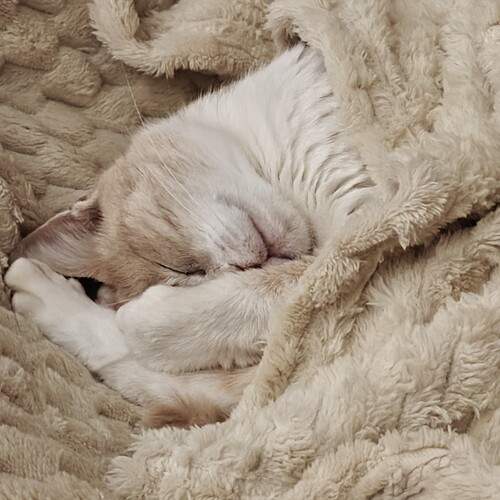 Photo #13327373
