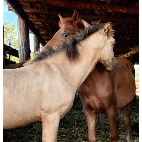 Photo #13327392