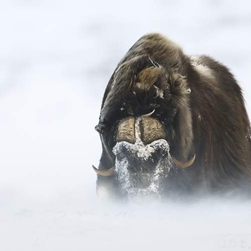 Photo #13327394