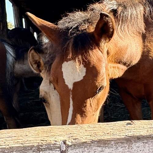 Photo #13327417