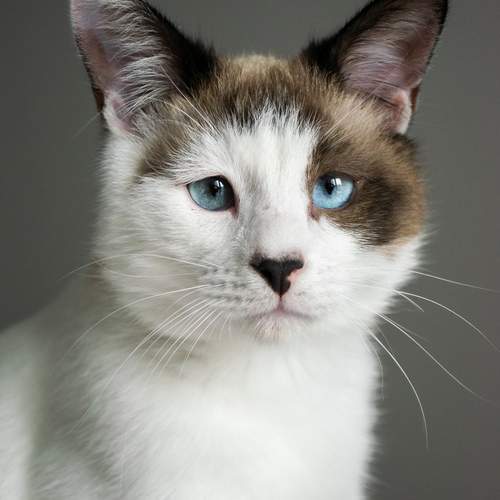 Photo #13327442