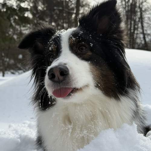 Photo #13328333