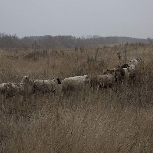Photo #13328355