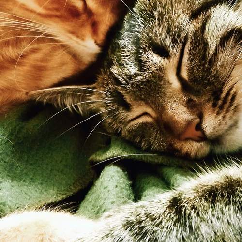 Photo #13328380