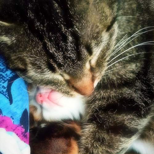 Photo #13328383