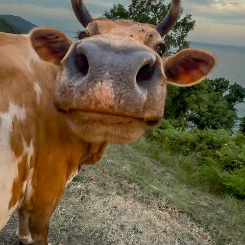 Горная коровка