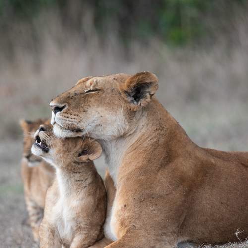 Photo #13329395