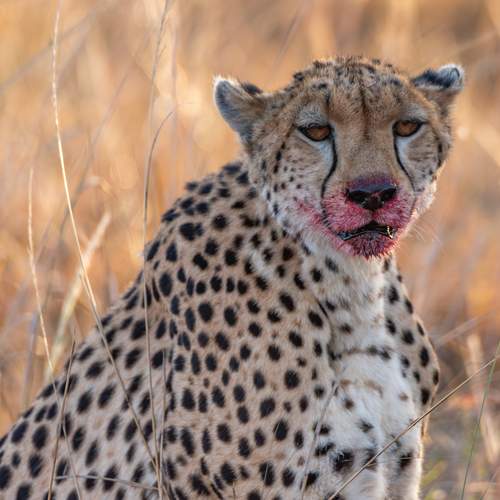 Photo #13329470