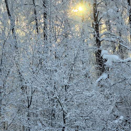 Photo #13330334