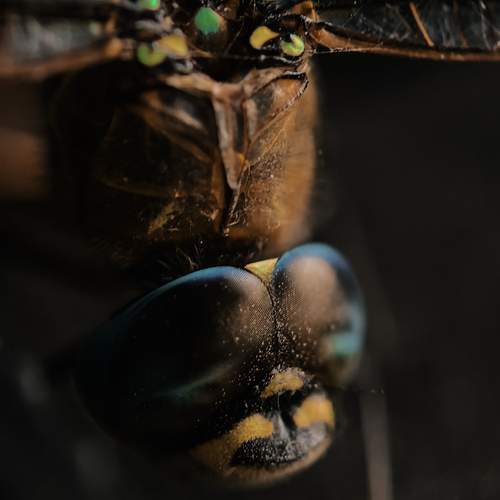 Photo #13330929