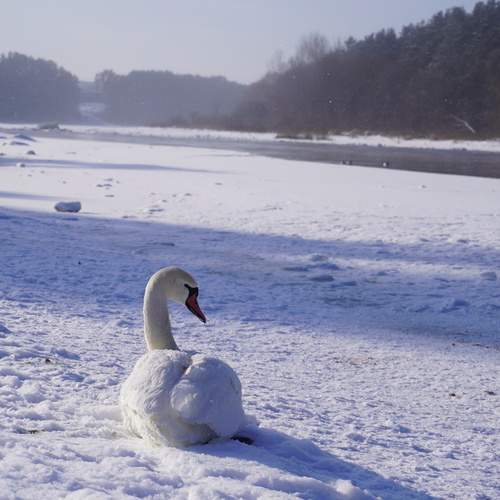 Photo #13331061