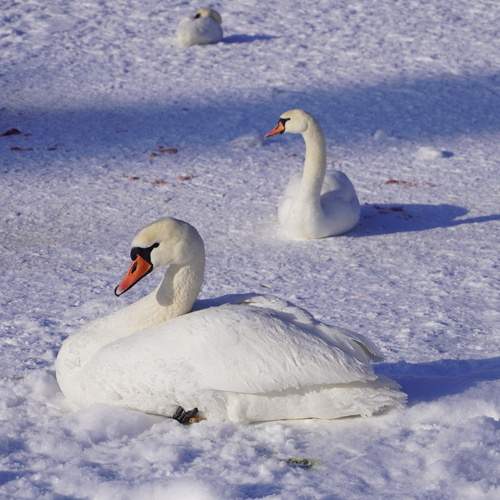 Photo #13331062