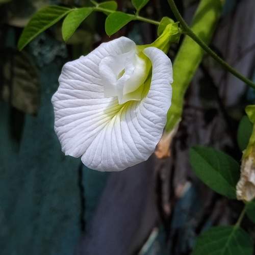 Photo #13331405