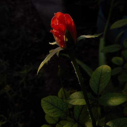 Photo #13331406
