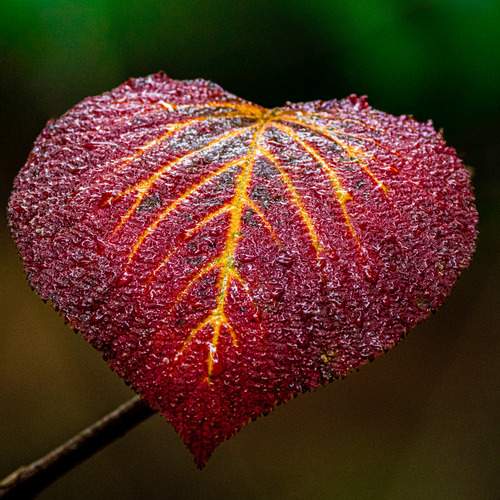 Photo #13331928