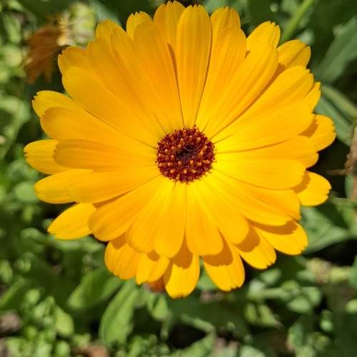 Golden Radiance