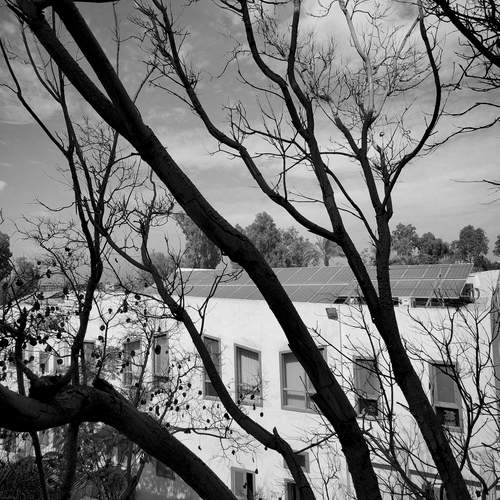 Behind the Bare Branches