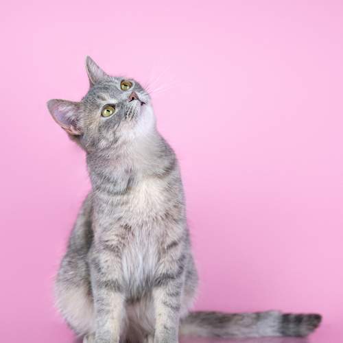Photo #13332373