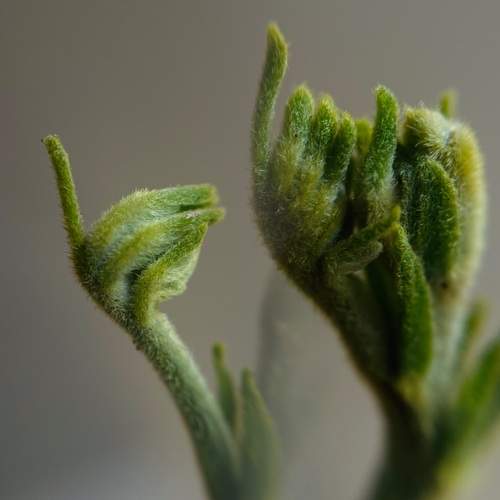 The tiny hands of nature