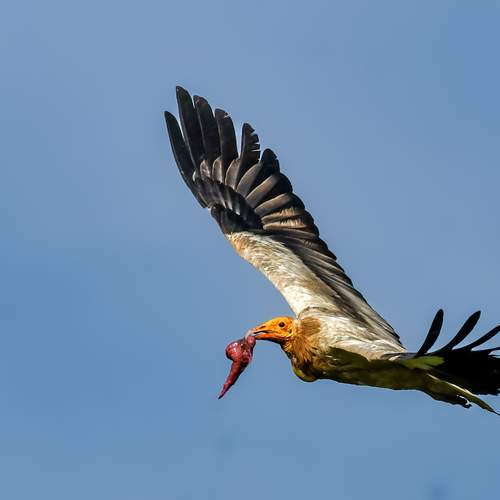 Фотография #13332578