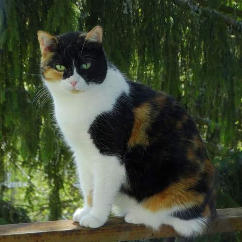 Photo #13333002