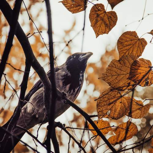 Photo #13333064