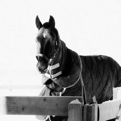 Photo #13333065