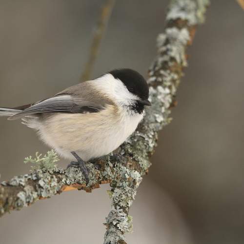 Photo #13333127
