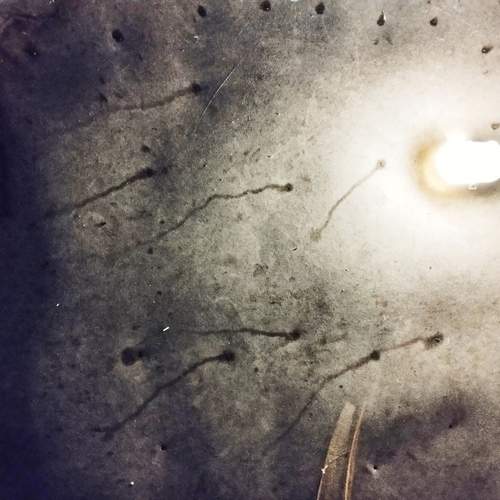 Photo #13333195