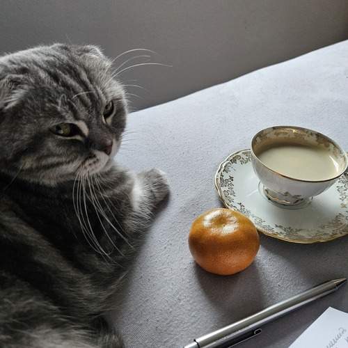 Photo #13333355