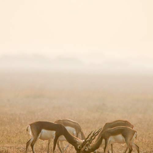 Clash of the spiral horns