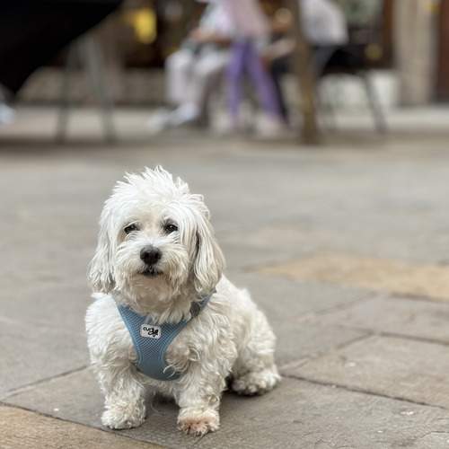 The White Puppy