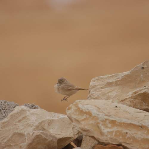 Photo #13333793