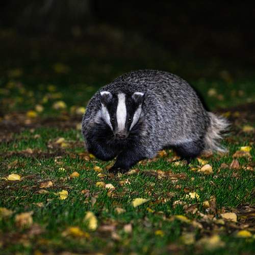 Photo #13333832
