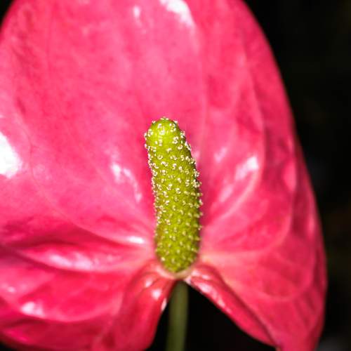 Photo #13334620