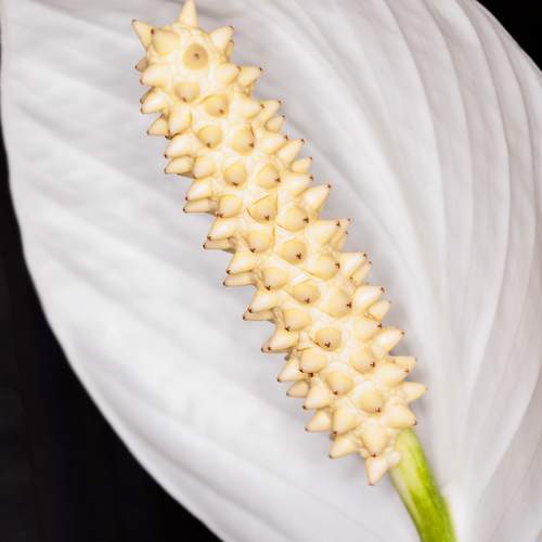 Photo #13334624