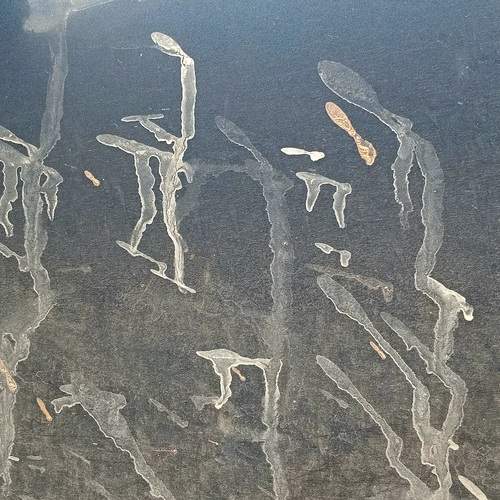 Photo #13334943
