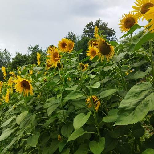 Photo #13334957