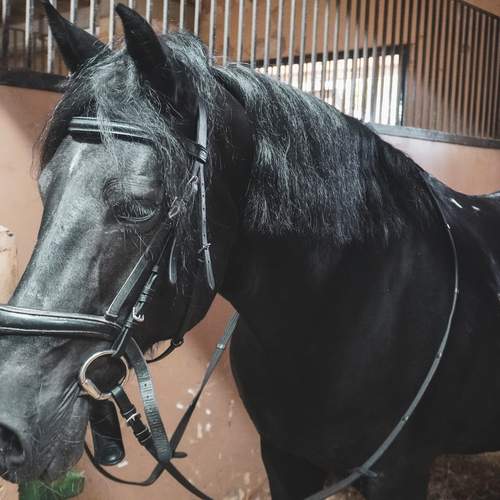 Photo #13335082