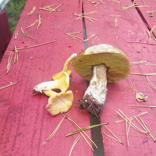 Photo #13335322